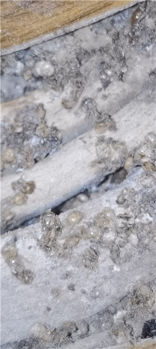 胶州健身房灭蟑螂灭鼠灭虫哪个队伍好