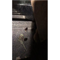 胶州奶茶店灭白蚁队伍电话是多少