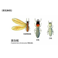 胶州宾馆杀白蚁公司哪家服务好