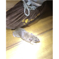 胶州餐厅灭鼠灭虫灭白蚁服务电话多少