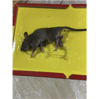 胶州食堂灭虫灭白蚁灭蟑螂公司哪里有