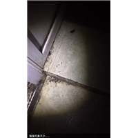 胶州旅馆杀白蚁哪个队伍好