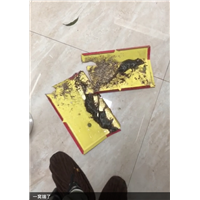 胶州健身房杀虫杀白蚁杀蟑螂公司哪家服务好