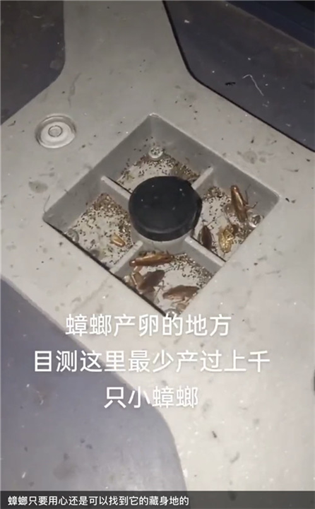 胶州写字楼杀虫队伍电话是多少