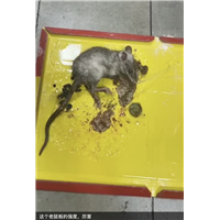 胶州宾馆杀鼠杀虫杀白蚁上门服务电话多少