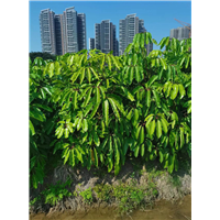 广西澳洲鸭脚木批发
