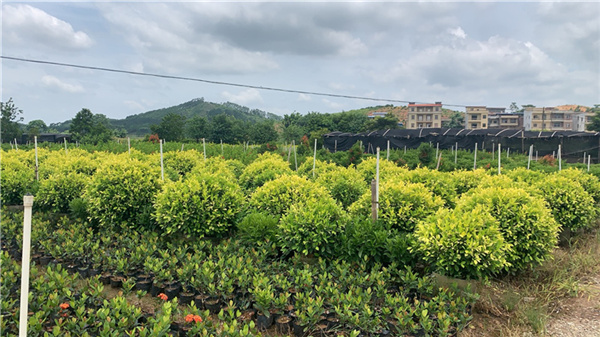 广西黄金榕种植基地