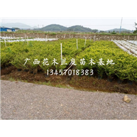广西黄金叶/南宁黄金叶/黄金叶价格