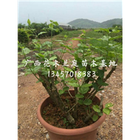 精品茉莉花盘*广西精品茉莉花盘