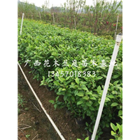 供应广西吊钟/南宁扶桑/横县扶桑