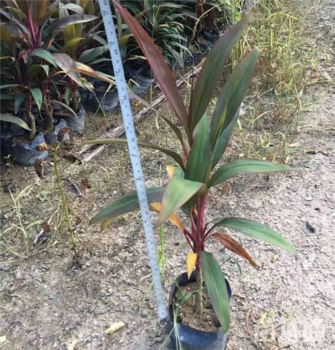 南宁朱蕉小苗基地