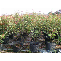 琴叶珊瑚价格&广西琴叶珊瑚种植基地