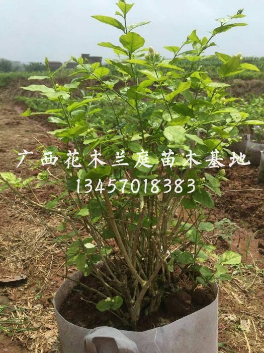 广西茉莉花球/南宁茉莉花球/茉莉花球