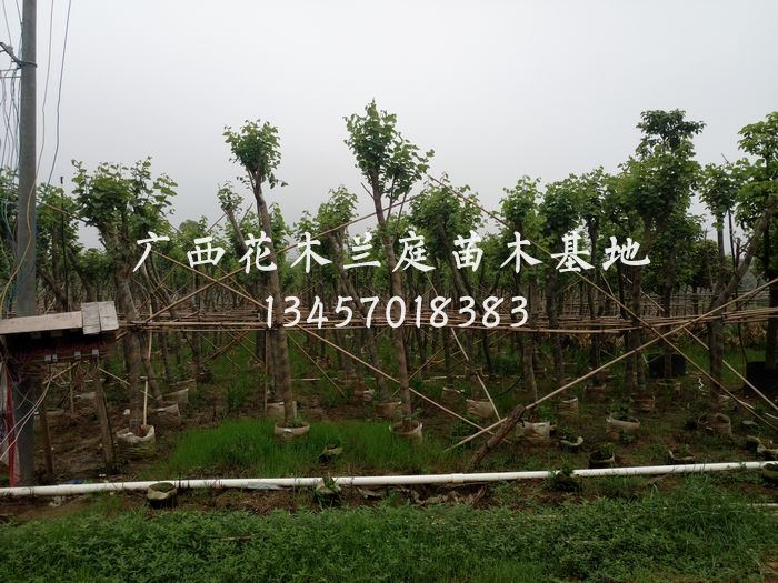 广西宫粉紫荊/宫粉紫荊供应商