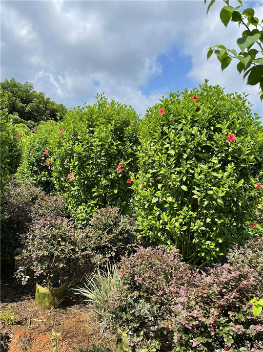 南宁大红花柱种植基地