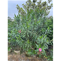 南宁夹竹桃种植基地