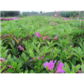 横县毛杜鹃@供应毛杜鹃#毛杜鹃种植基地 