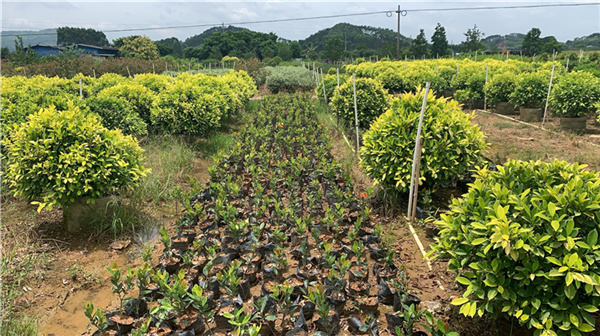 供应80cm至100cm福建茶