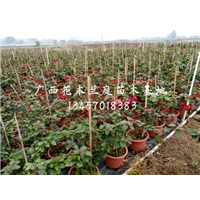 广西三角梅种植基地