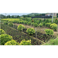 广西80cm至100cm福建茶