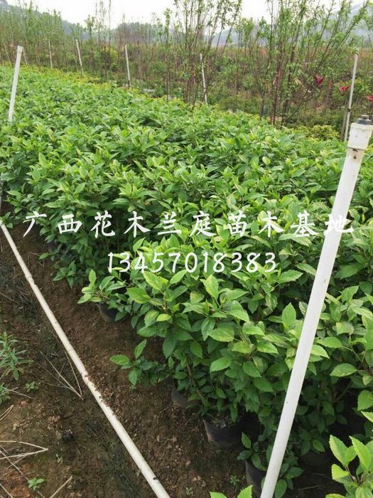 供应广西吊钟/南宁扶桑/横县扶桑