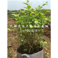 广西茉莉花球/南宁茉莉花球/茉莉花球