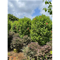 南宁大红花柱种植基地