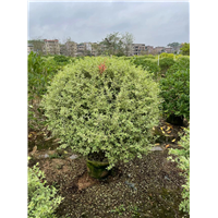 南宁花叶女贞球基地批发