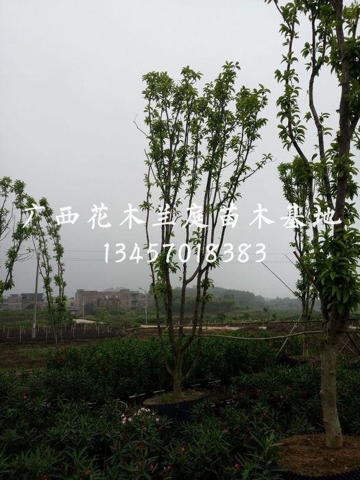 广西多杆白兰/多杆白兰供应商*多杆白兰
