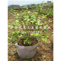 优质茉莉花球供应商/茉莉花球批发价格