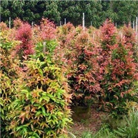 红车供应商&广西红车，哪里有红车卖