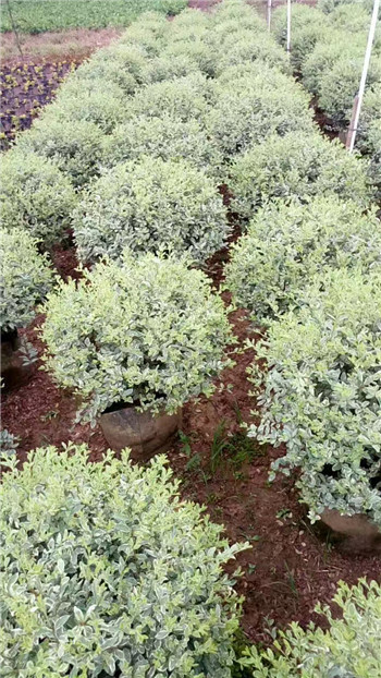 广西花叶女贞基地