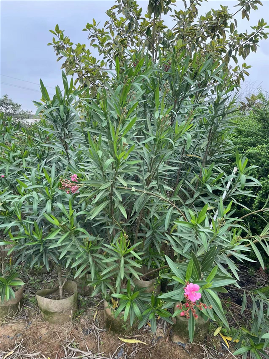 南宁夹竹桃种植基地