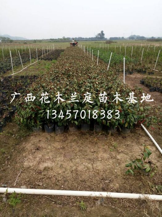 红背桂供应商/广西红背桂种植基地