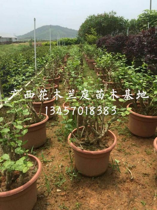 哪里有茉莉花盘卖？广西茉莉花盘供应商