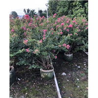 南宁横县小叶紫薇基地
