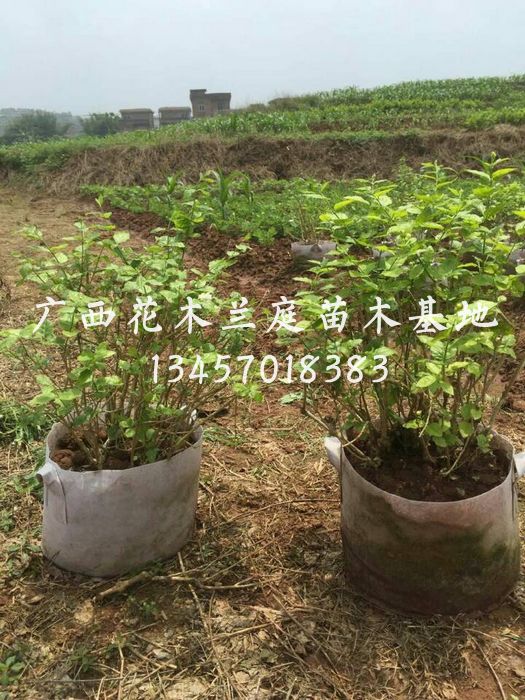 茉莉花球供应商/横县茉莉花球价格