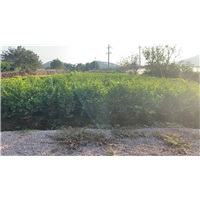 广西茉莉花球批发