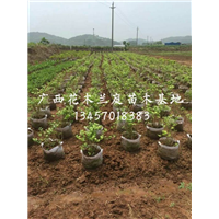 哪里有茉莉花球卖？广西茉莉花球价格