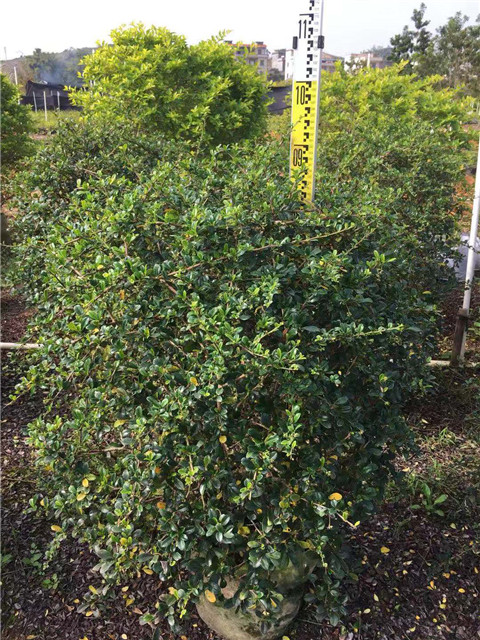 广西福建茶球 