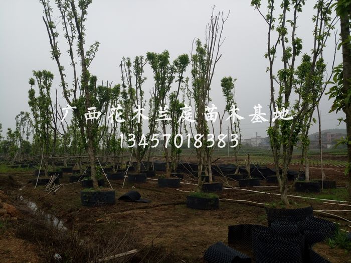 广西多杆白兰|南宁多杆白兰、横县多杆白兰