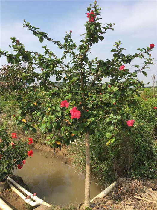 广西扶桑花(横县扶桑花)