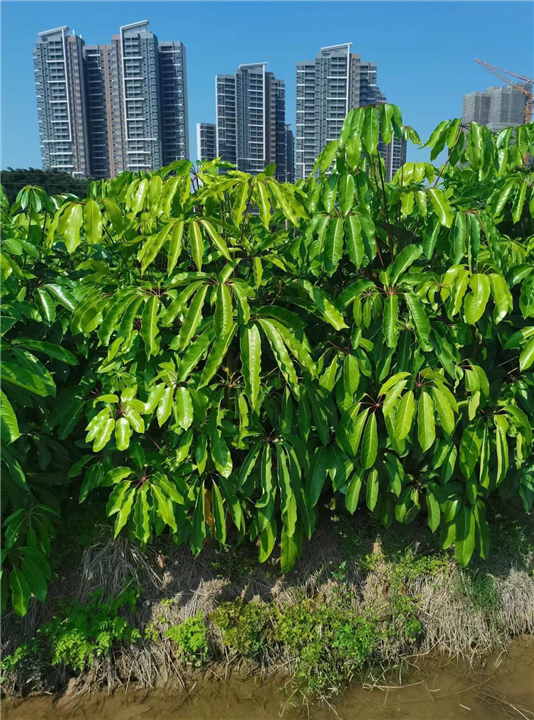 南宁澳洲鸭脚木基地