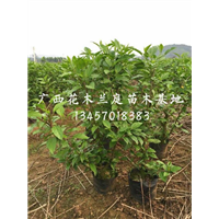 哪里有吊钟出售？广西吊钟种植基地