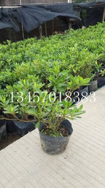 横县毛杜鹃种植基地 