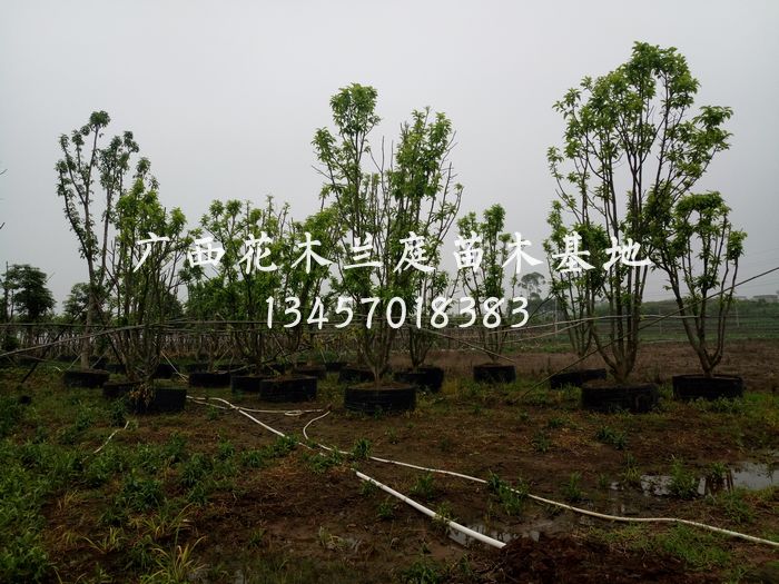 哪里有多杆白兰卖?广西多杆白兰供应商