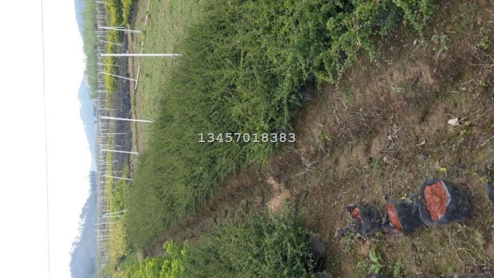 福建茶*广西福建茶/福建茶供应商 
