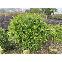 广西横县非洲茉莉球基地