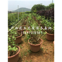 哪里有茉莉花盘卖？广西茉莉花盘供应商