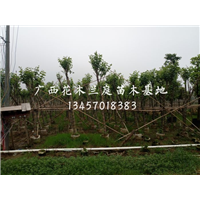 多杆白兰价格/南宁多杆白兰种植基地
